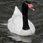 Cygne à cou noir