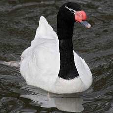 Black-necked Swan