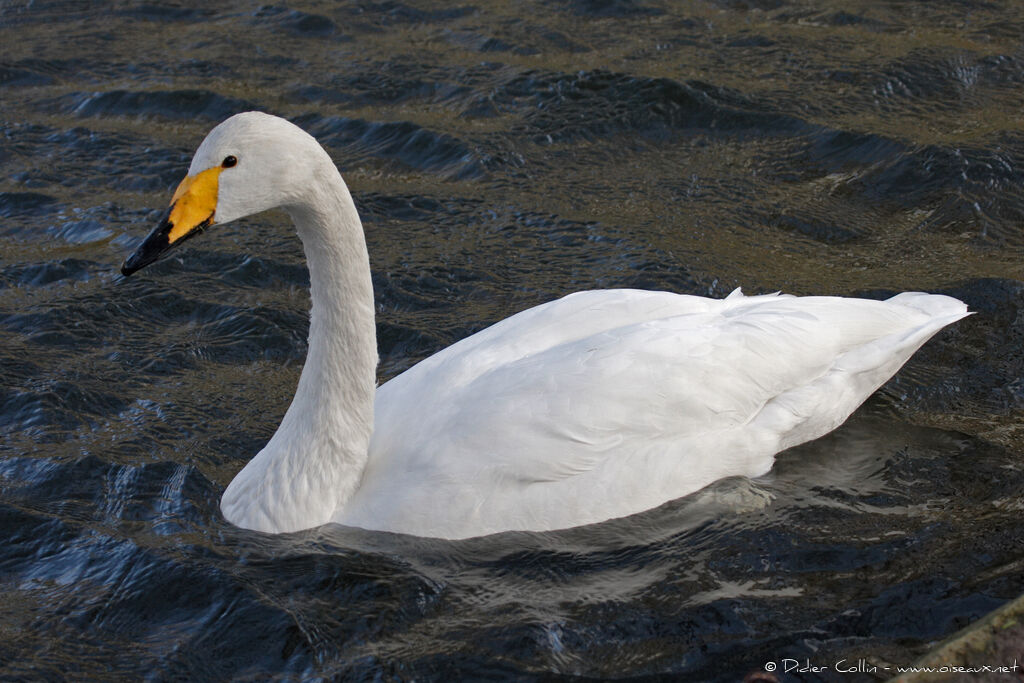 Whooper Swanadult