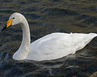 Cygne chanteur