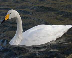 Whooper Swan