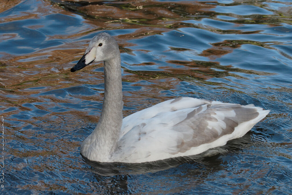 Cygne chanteurjuvénile