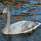 Cygne chanteur