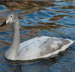 Whooper Swan