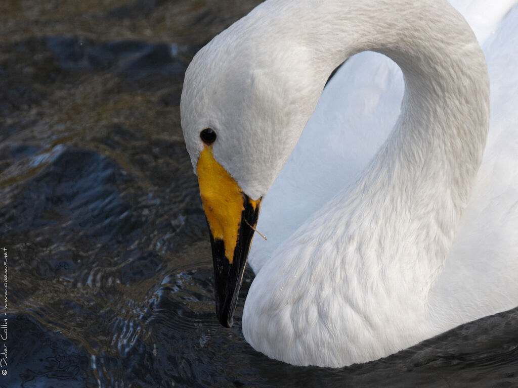 Cygne chanteuradulte