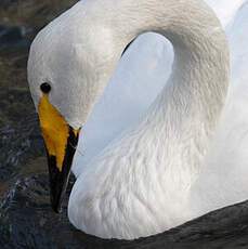 Cygne chanteur