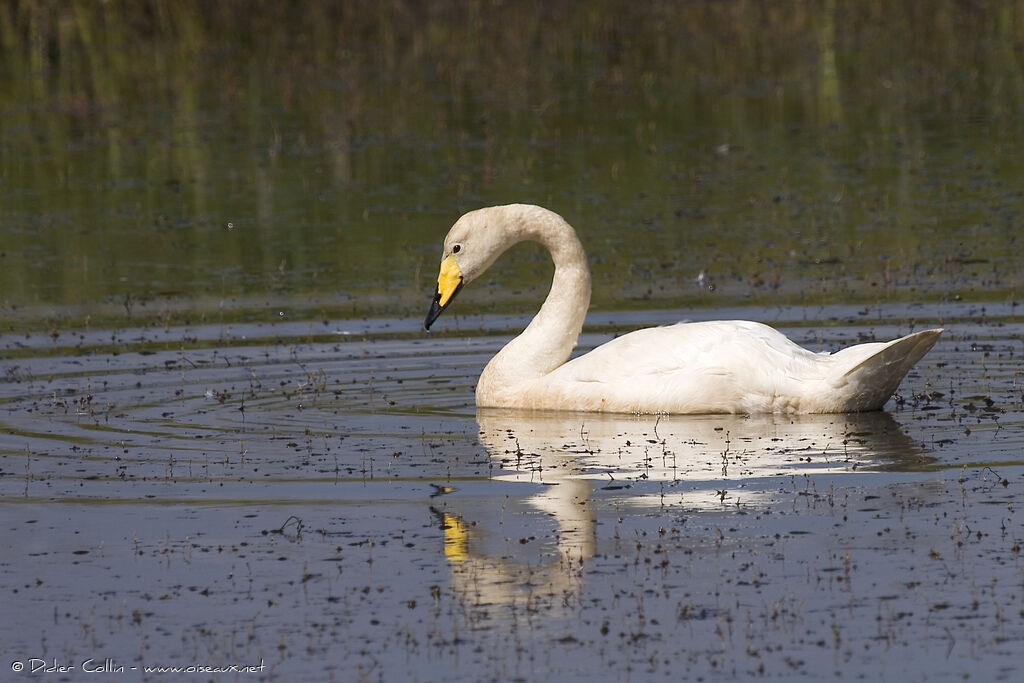 Cygne chanteuradulte