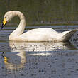 Cygne chanteur