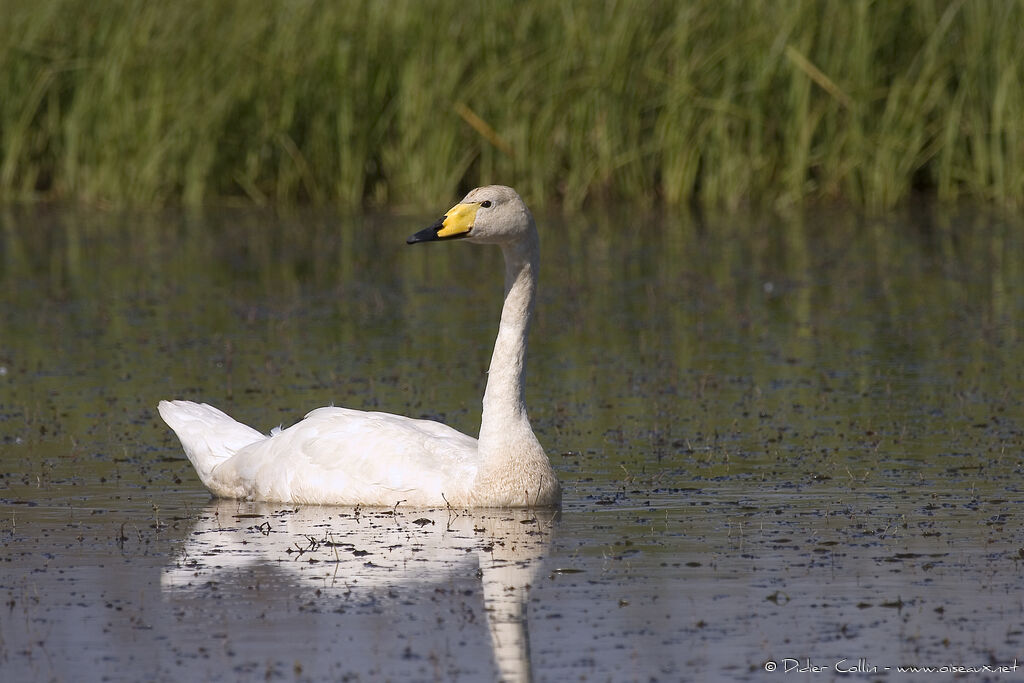 Whooper Swanadult breeding, identification