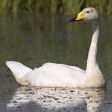 Whooper Swan