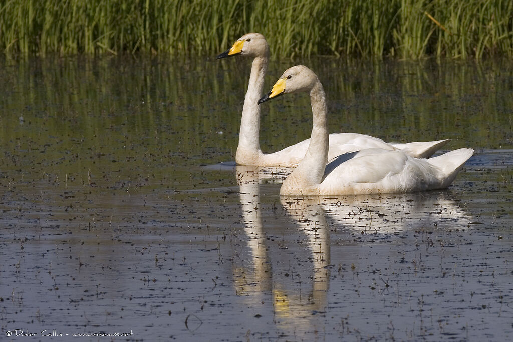 Cygne chanteur, identification