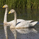 Cygne chanteur