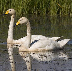 Whooper Swan