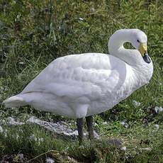 Whooper Swan