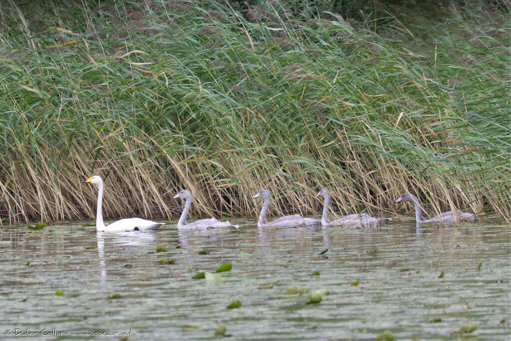 Whooper Swan, swimming