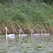 Cygne chanteur