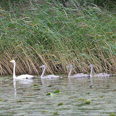 Whooper Swan