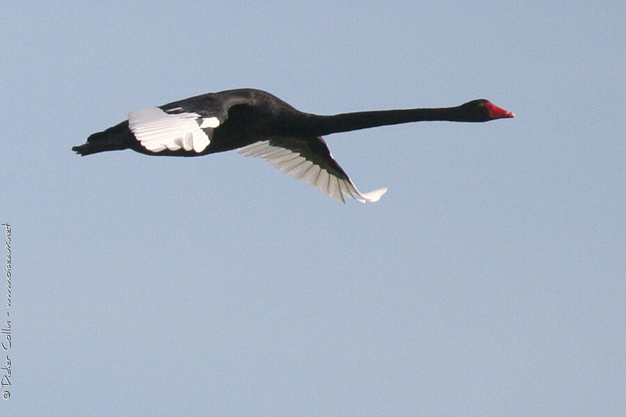 Cygne noir