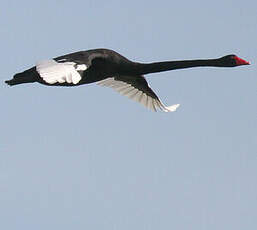 Cygne noir