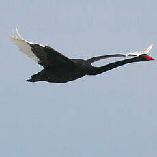 Cygne noir