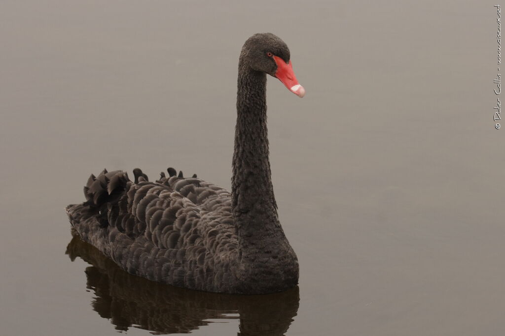 Cygne noir