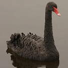 Cygne noir
