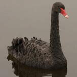 Cygne noir