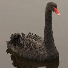 Cygne noir