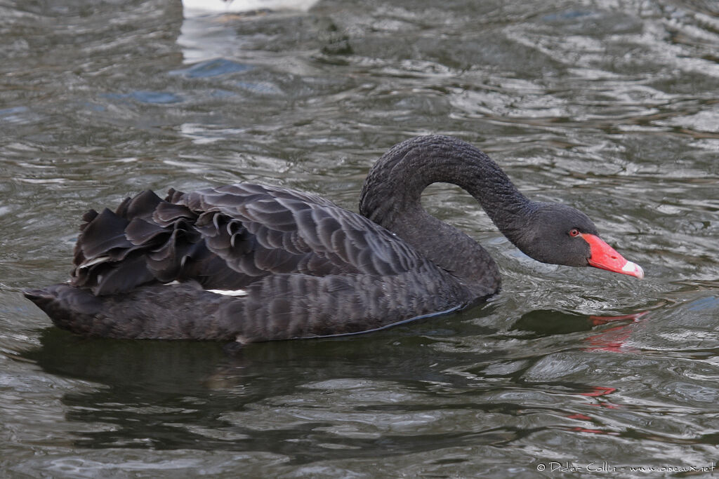 Black Swan