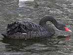 Cygne noir