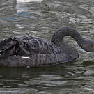 Cygne noir