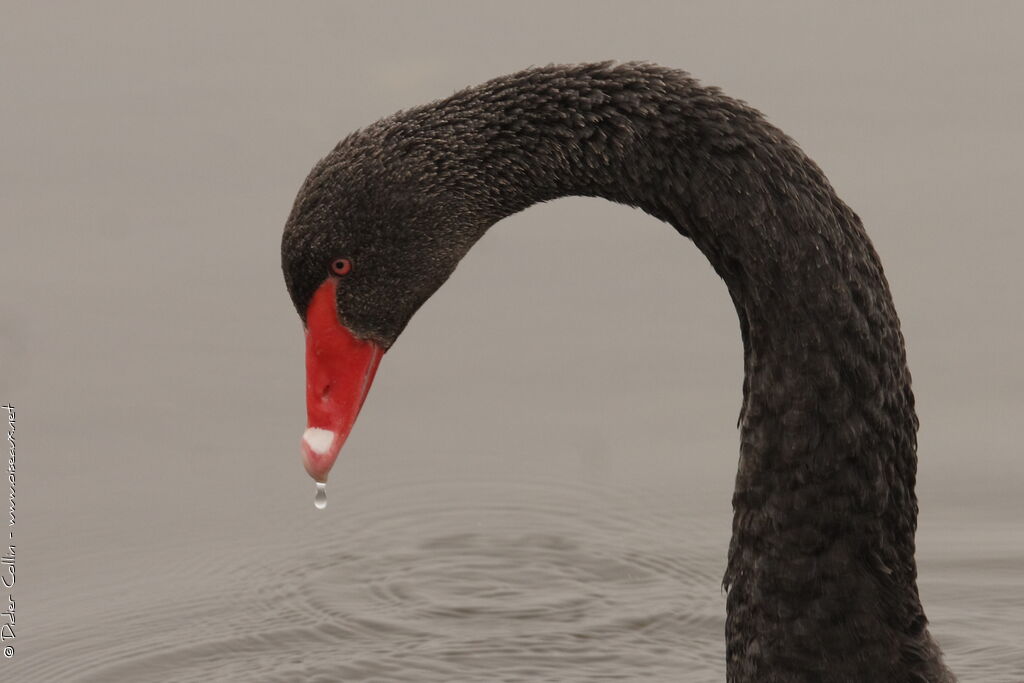 Black Swan