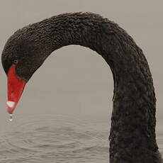 Black Swan