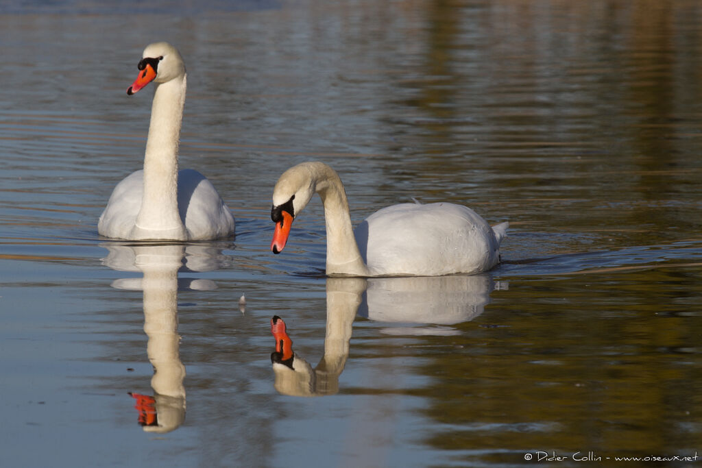 Cygne tuberculé