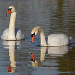 Cygne tuberculé