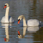 Cygne tuberculé