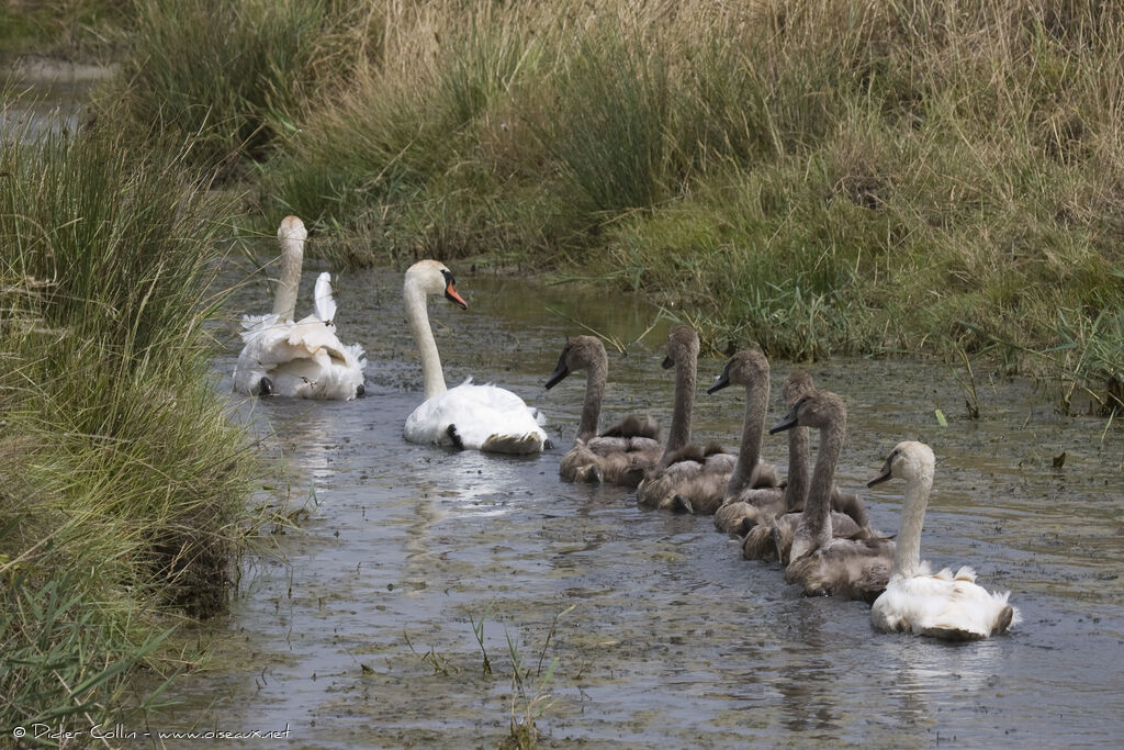 Mute Swan