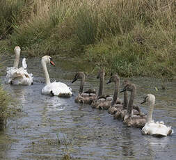 Mute Swan