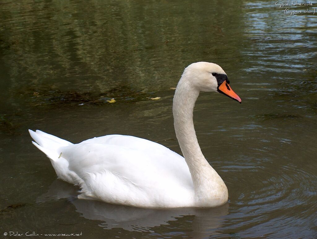 Cygne tuberculéadulte, identification