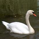 Cygne tuberculé