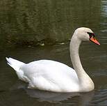 Cygne tuberculé