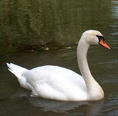 Mute Swan