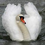 Cygne tuberculé