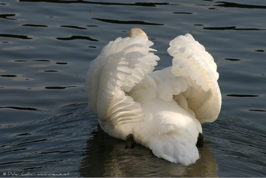 Mute Swan