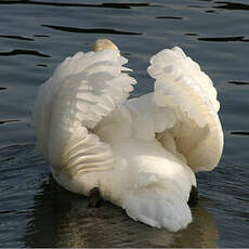 Mute Swan