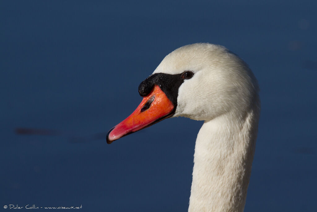 Cygne tuberculé