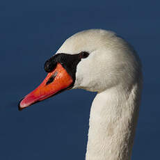 Cygne tuberculé