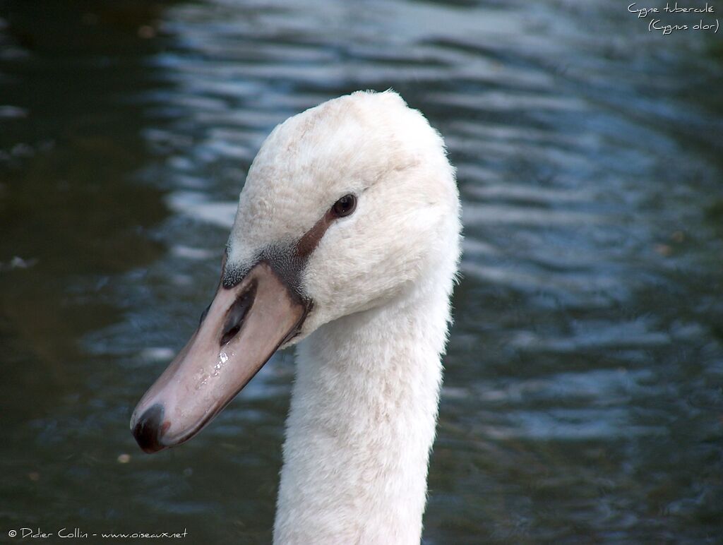 Mute Swan