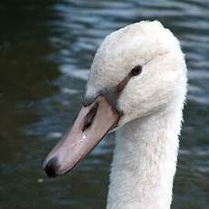 Mute Swan