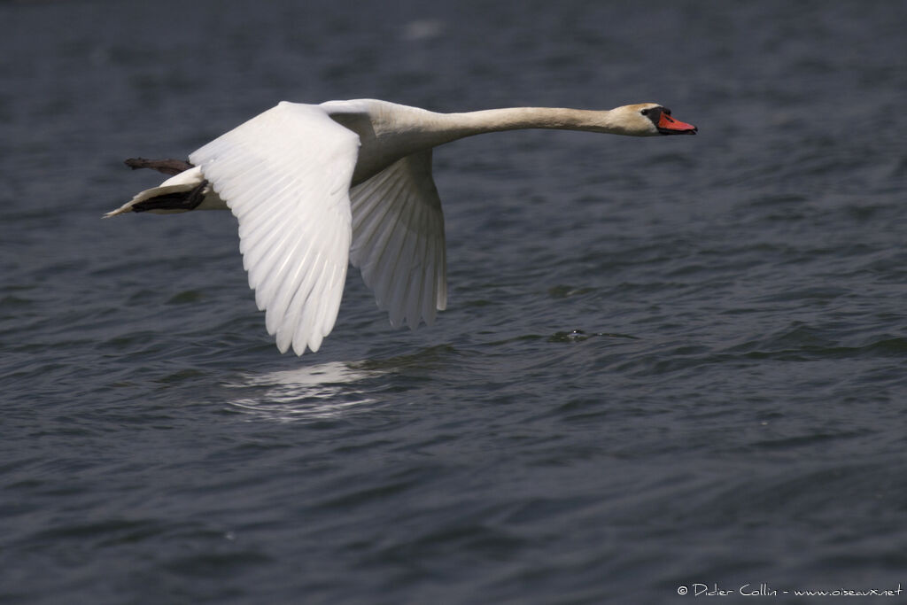 Mute Swan, Flight